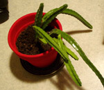 Kaktustakin masentaa