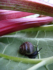 Snail on rhubarb leaf